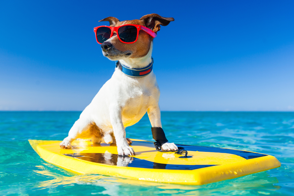 dog on surfboard wearing sunglasses