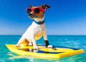 dog on surfboard wearing sunglasses