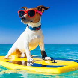 dog on surfboard wearing sunglasses