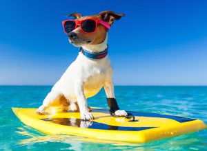 dog on surfboard wearing sunglasses