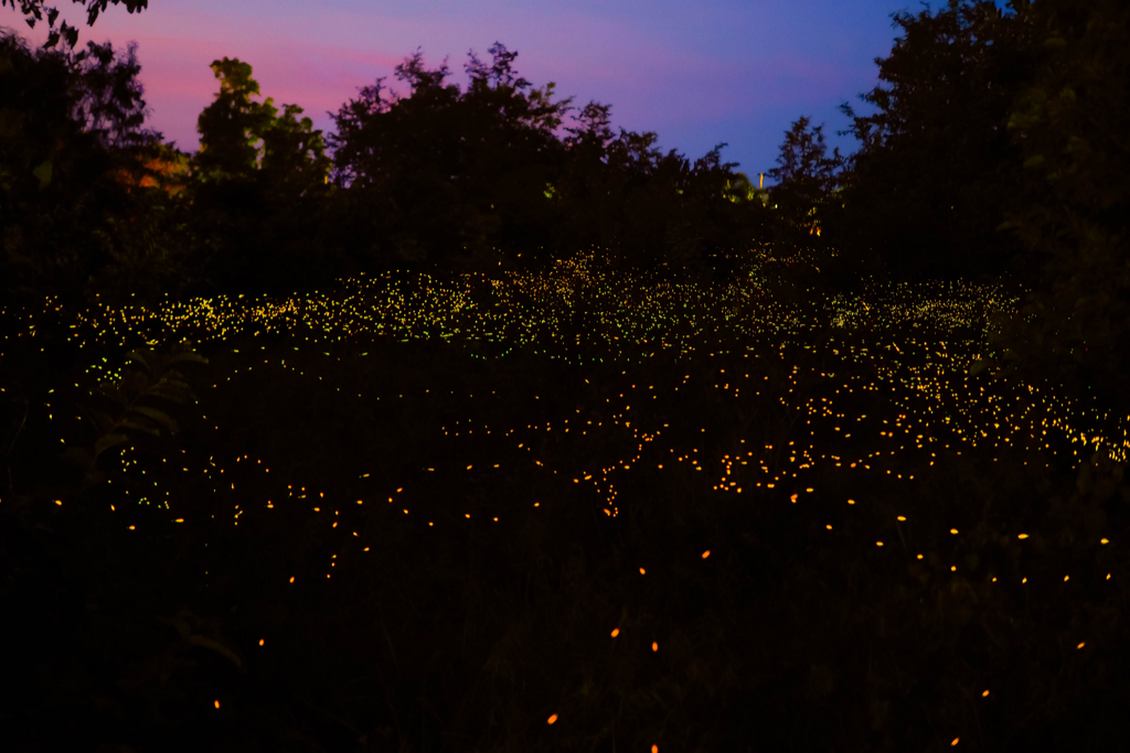 Synchronous fireflies in Great Smoky Mountains National Park