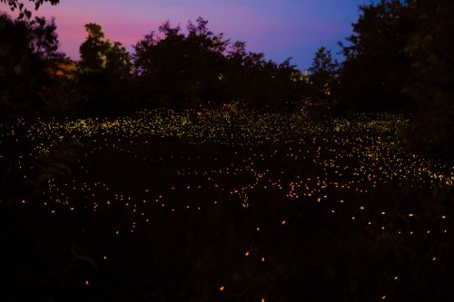 Synchronous fireflies Great Smoky Mountains National Park Surreal Places in the U.S.