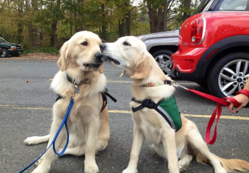 Therapy Dogs Sandy Hook Animals Who Are Real-Life Heroes