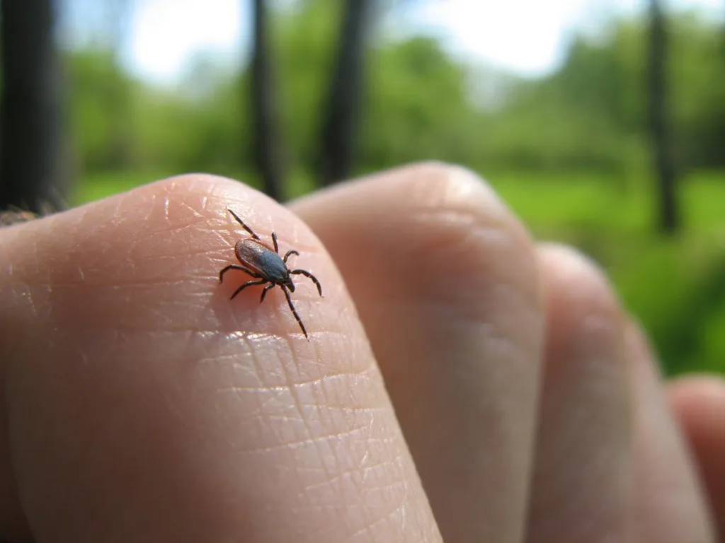 Tick, ticks, pests how people are healthier