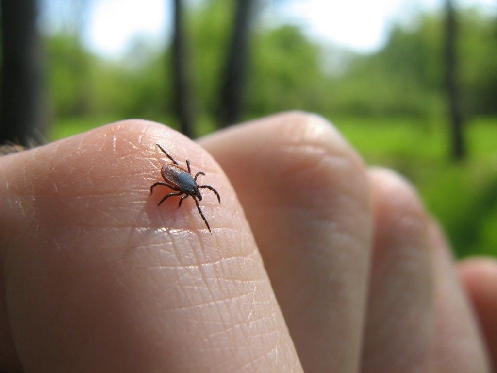 deer tick, backyard dangers