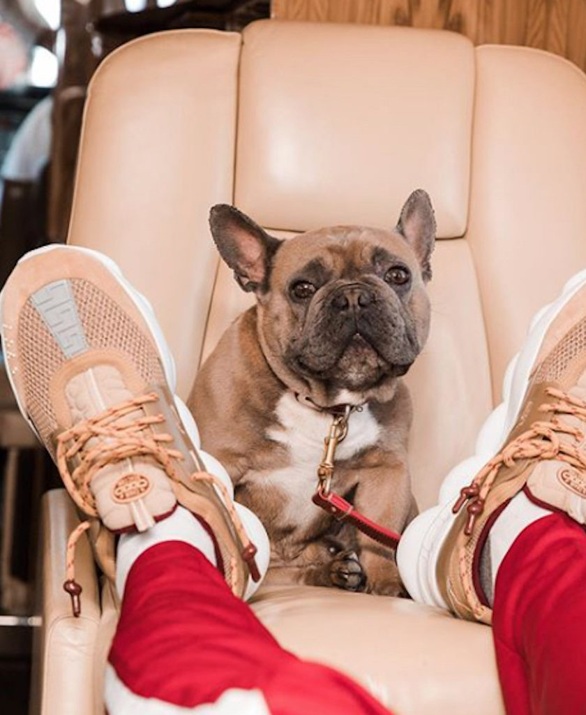 Trappy On Private Jet Pets Living the Good Life