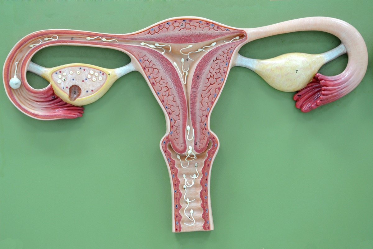 uterus model, astonishing facts