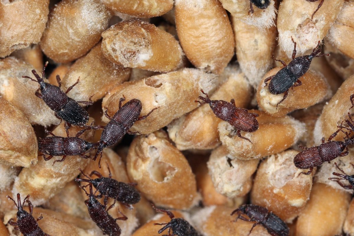 These Are The 50 Most Dangerous Bugs In America