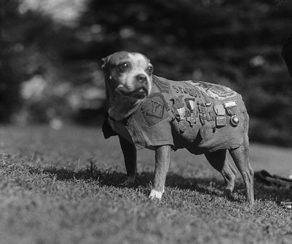 Original caption: Washington, DC: Meet up with Stubby, a 9-year-old veteran of the canine species. He has been through the World War as mascot for the 102nd Infantry, 26th Division. Stubby visited the White House to call on President Coolidge. November 1924