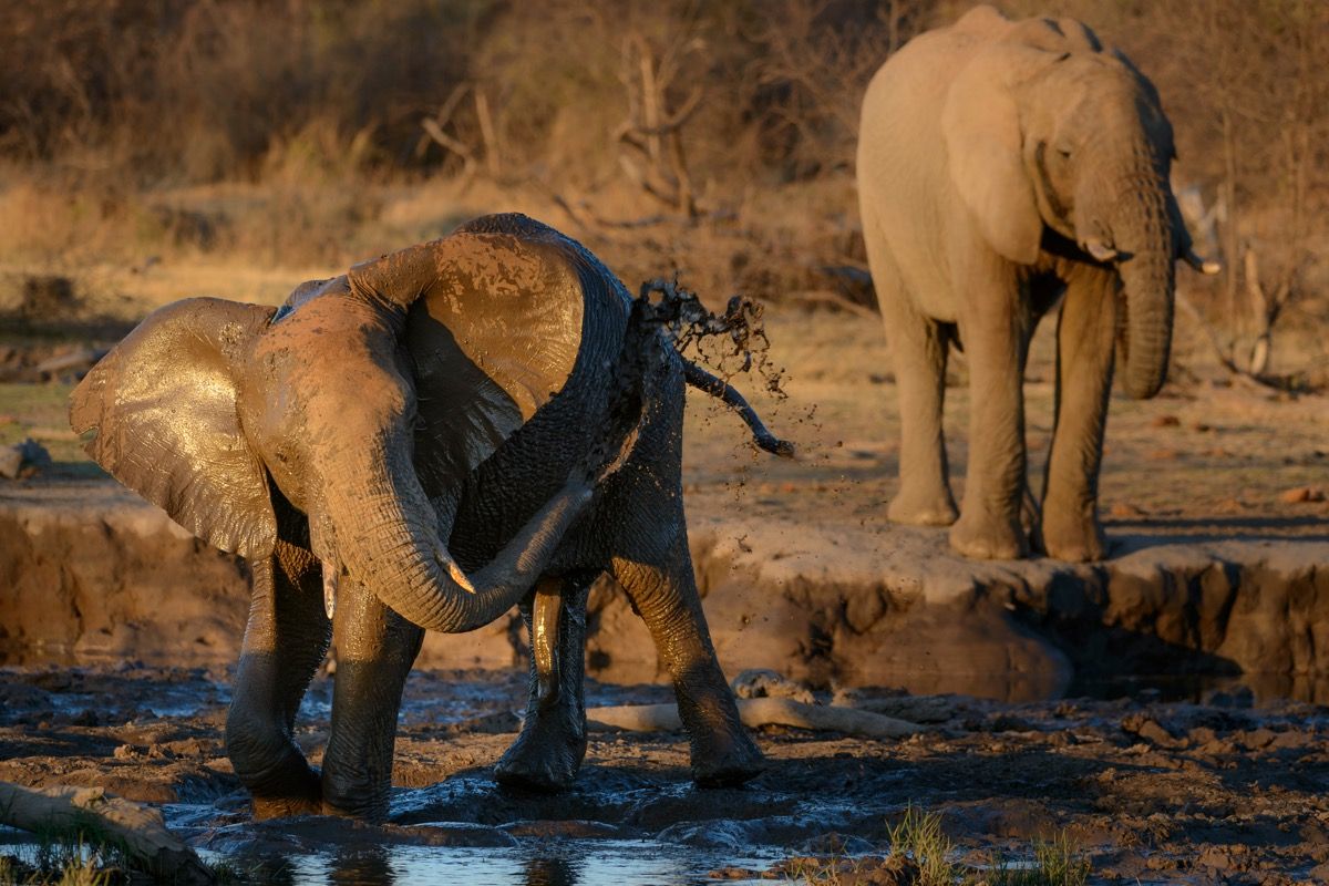 two african bush elephants in the water, amazing facts