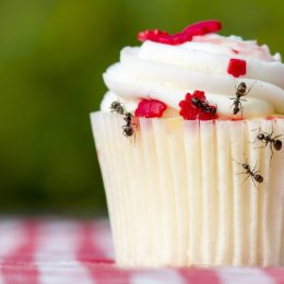 ants on cupcake home problems