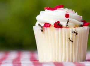 ants on cupcake home problems