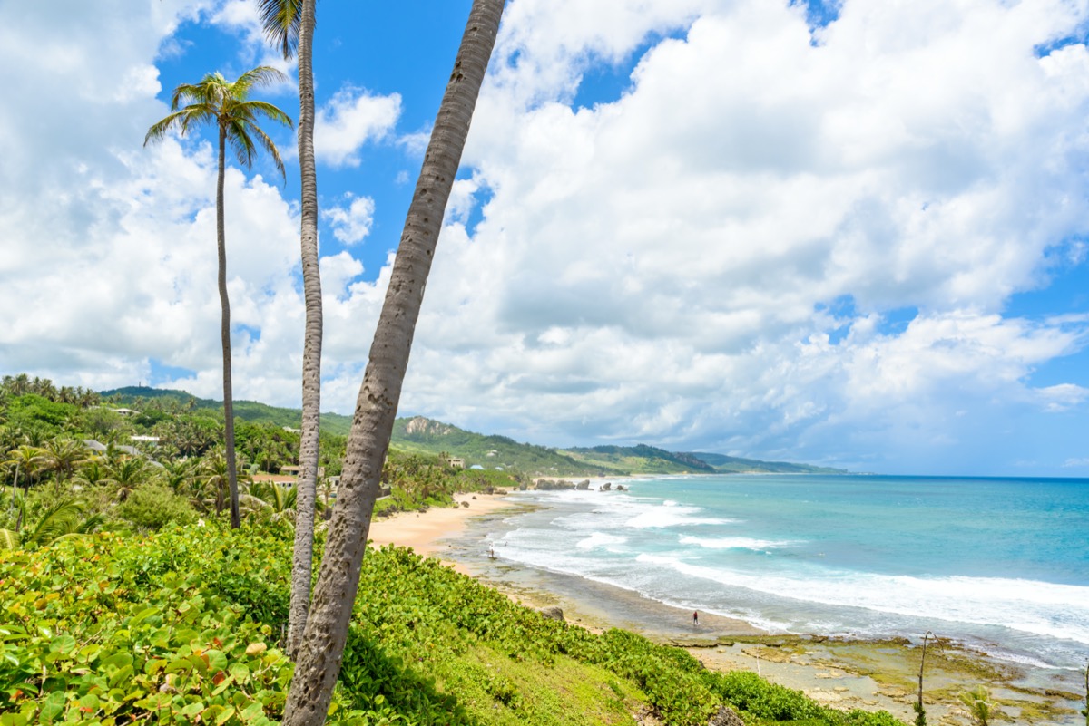 palm trees on a hill overlooking a windswept beach
