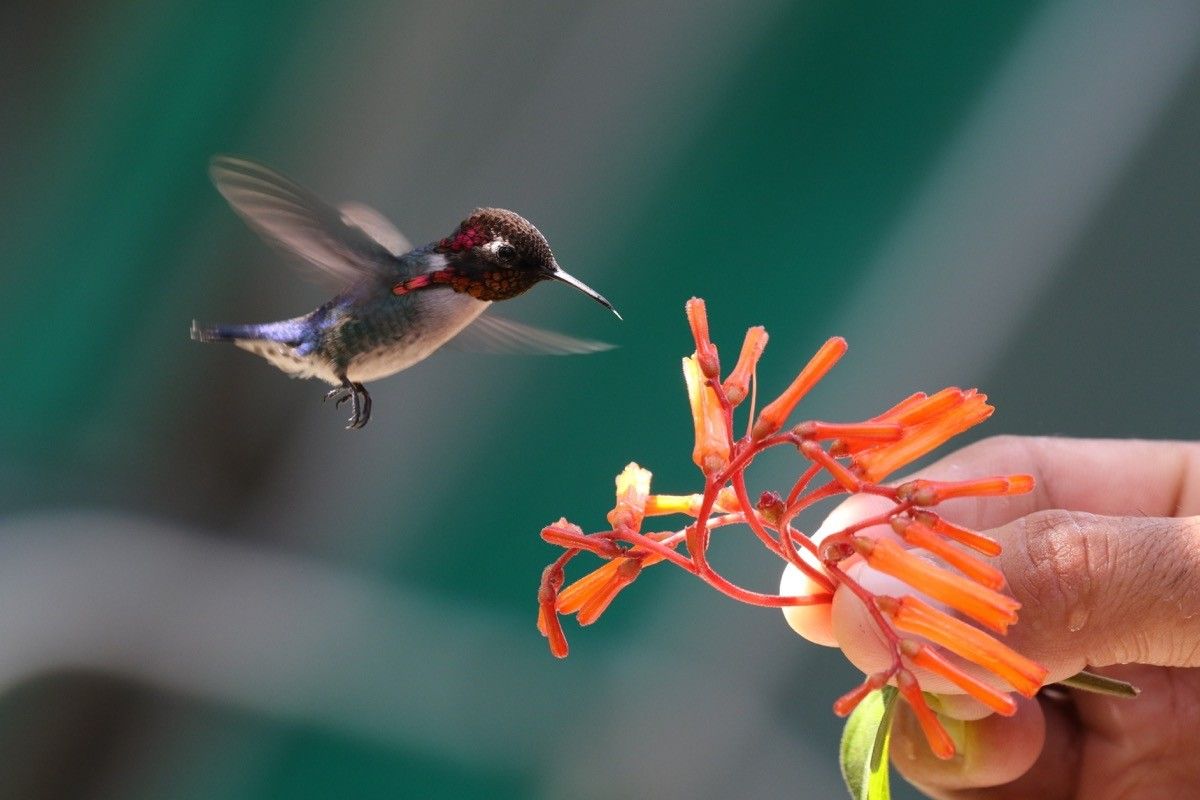 Hummingbird with flowers