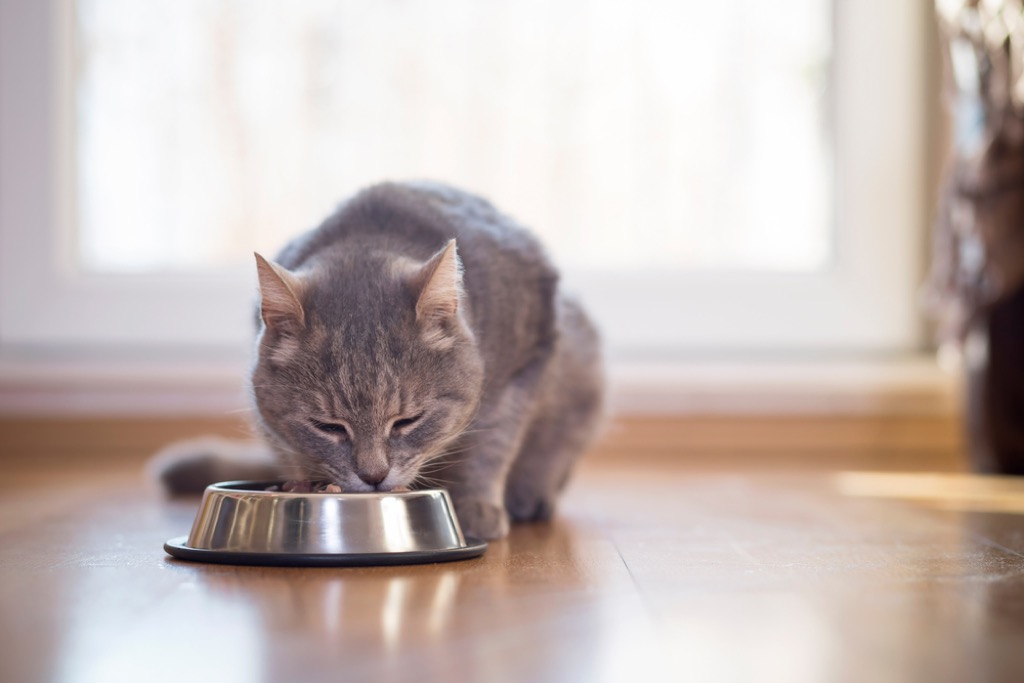 cat dropping food signs your cat is sick