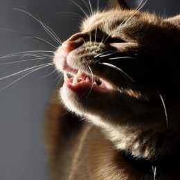 cat sneezing signs your cat is sick