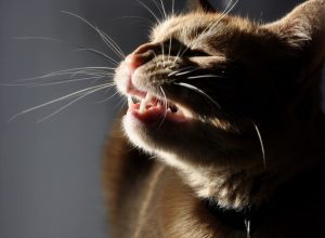 cat sneezing signs your cat is sick