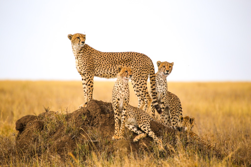 Cheetah, animal, African animal