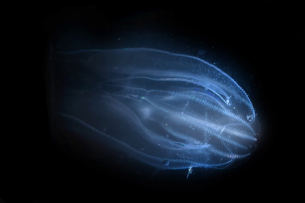 comb jelly 30 oldest animals on earth