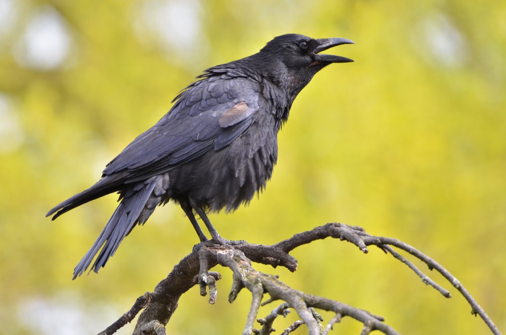 crow animal bird