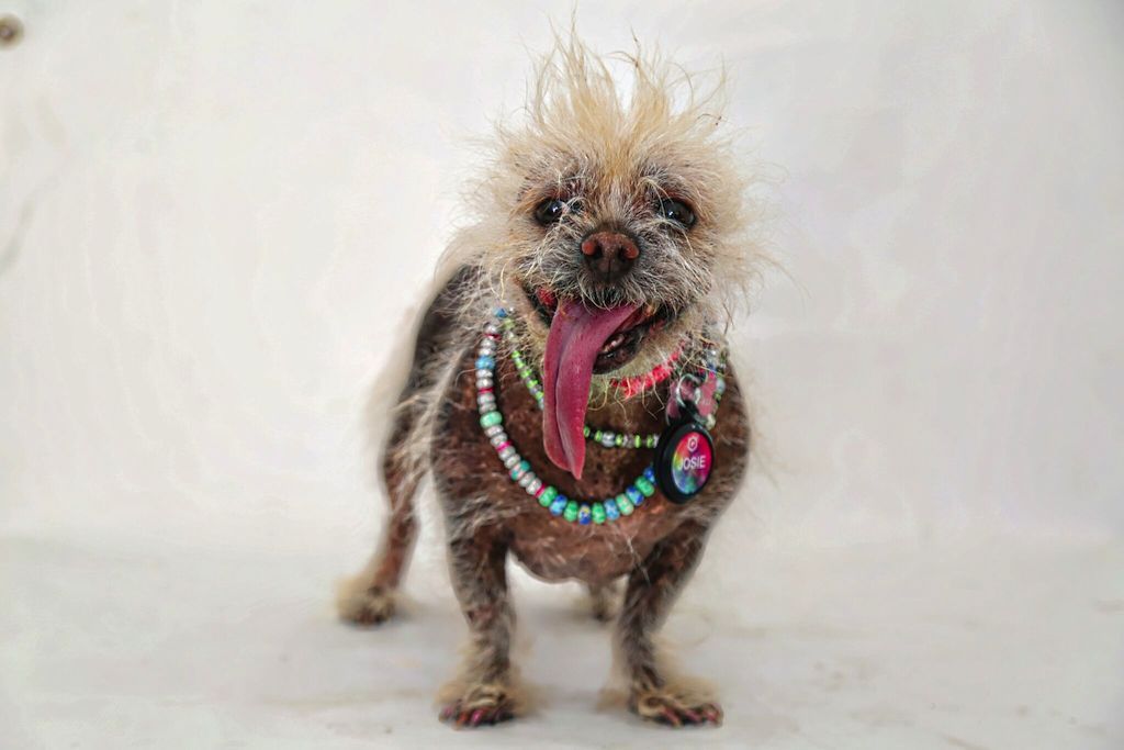 50 Dogs So Ugly They're Actually Cute - Best LifeBest Life