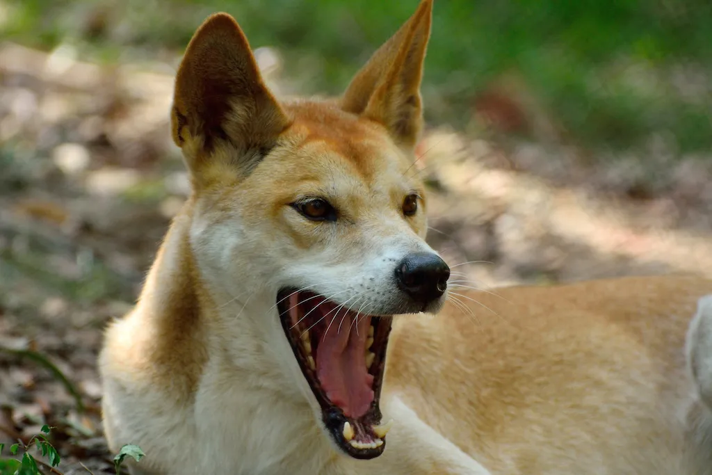 Dingo deadly animals