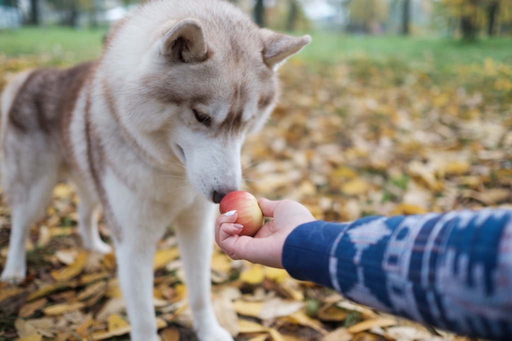 Dog doesn't want to eat an apple