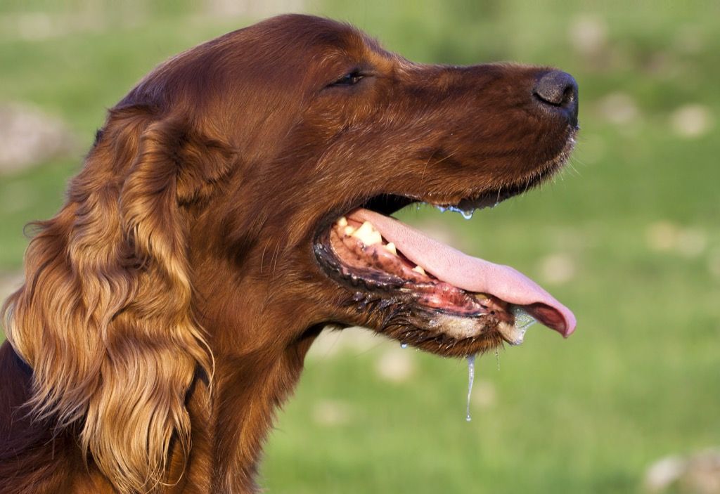 Dog is outside panting in a field