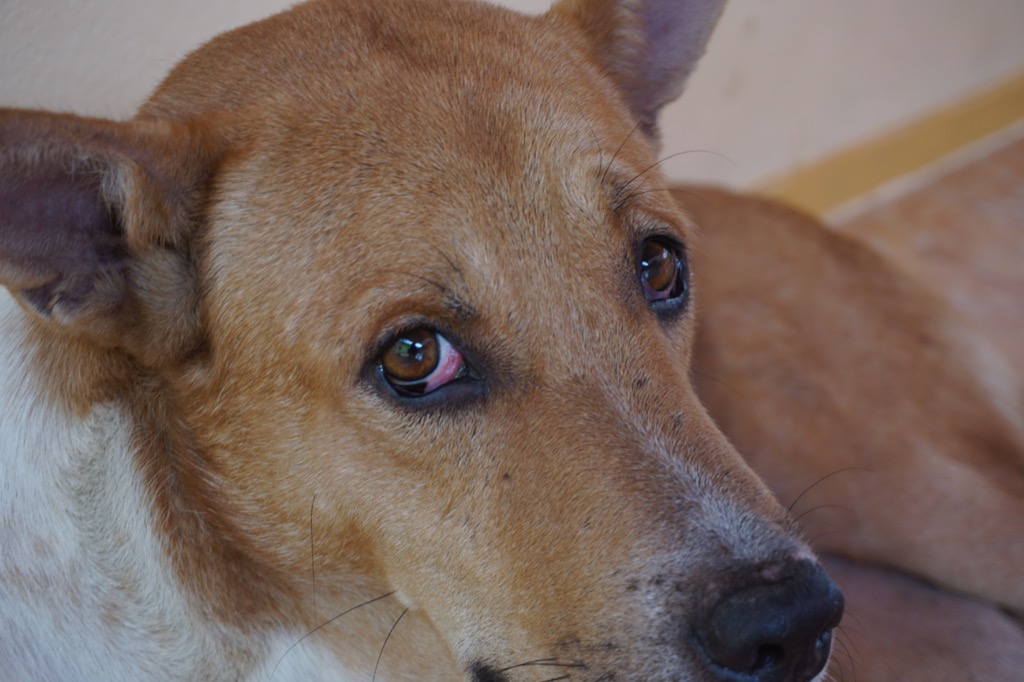 Dog red eyes infected conjunctivitis