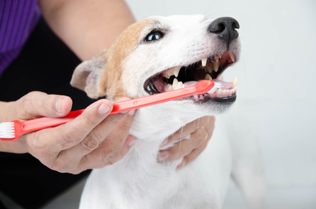 Dog getting their teeth brushed