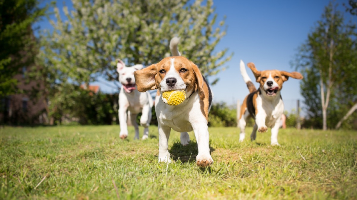 dogs playing in park, commonly misused phrases