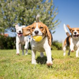 dogs playing in park with ball