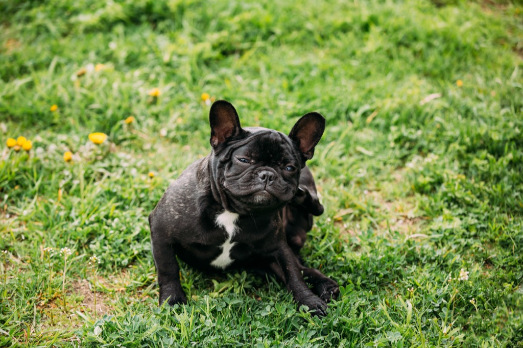 French bulldog scratching its ears