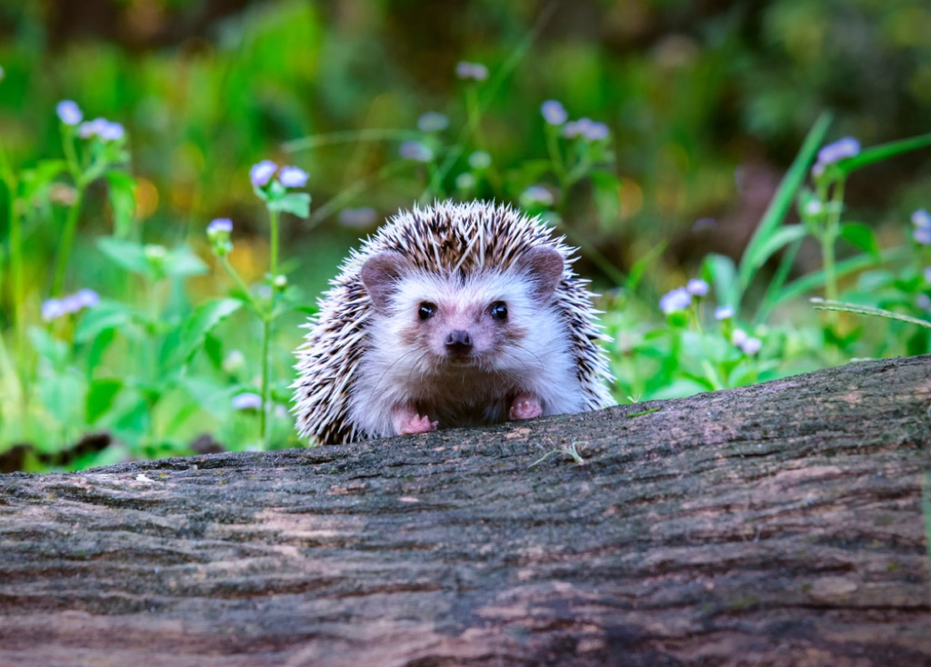 hedgehog craziest emotional support animal