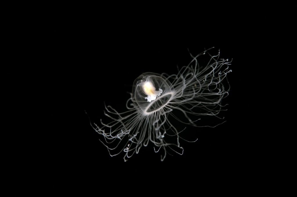 Immortal jellyfish