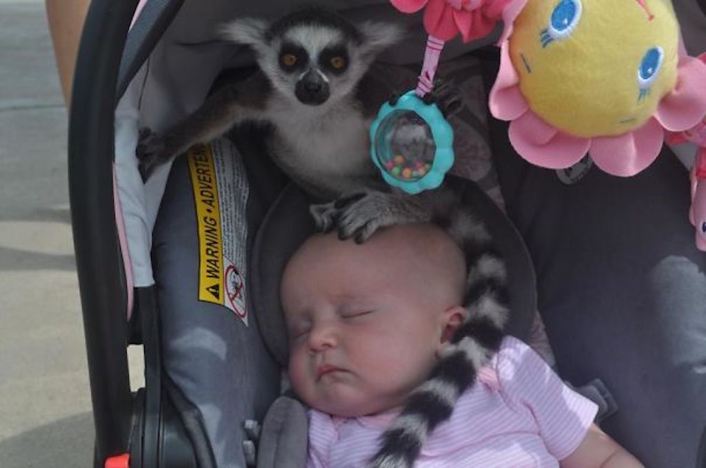 Lemur on Baby Epic Fails