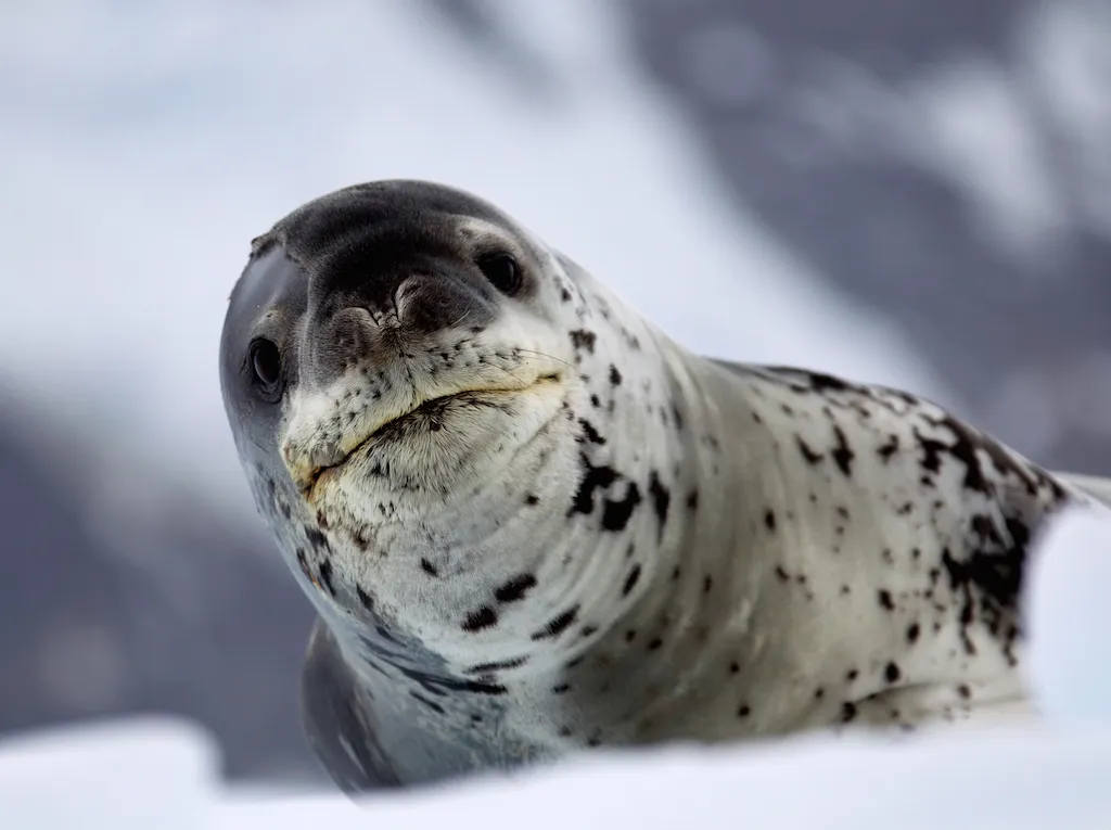 Leopard seal deadly animals