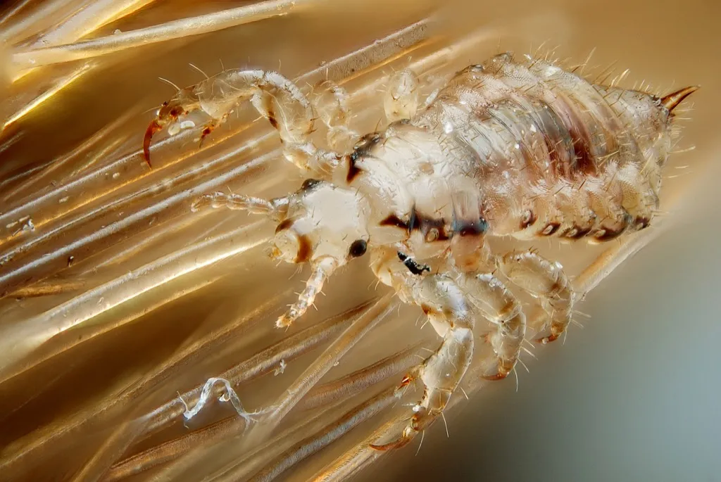lice 30 oldest animals on earth
