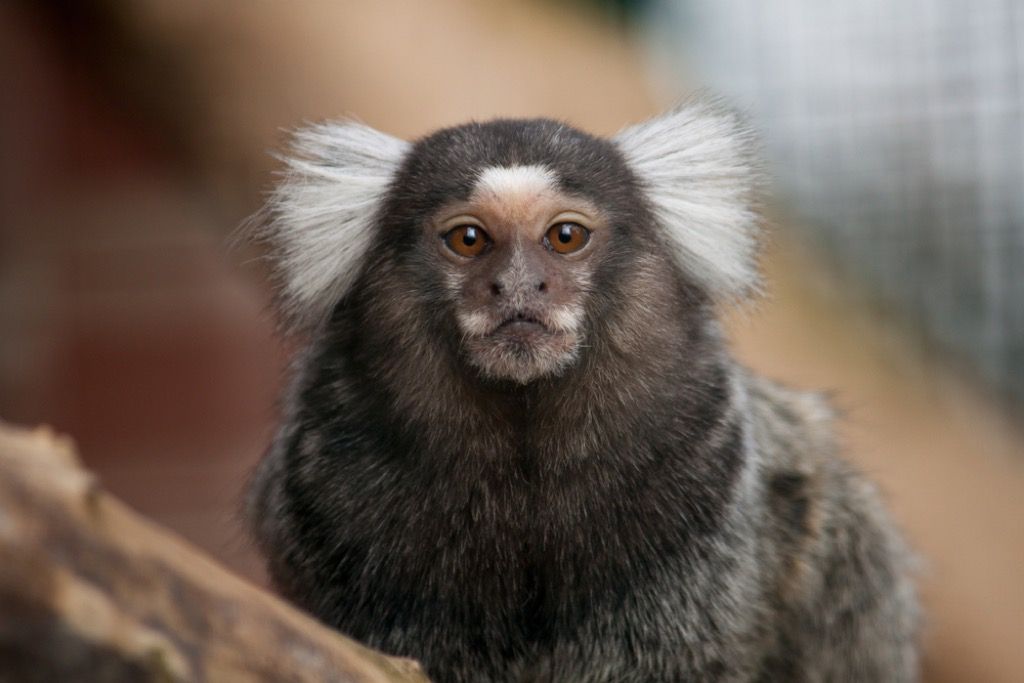 Disneyland emotional support store animal