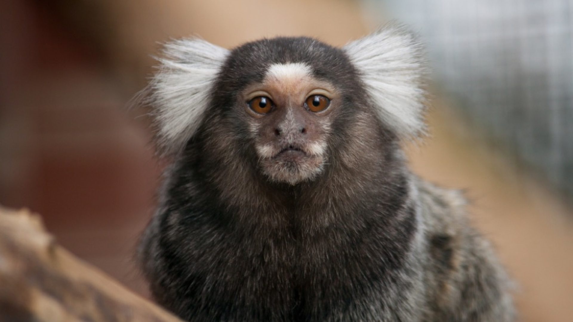 30 Craziest Emotional Support Animals People Really Have — Best Life