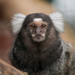 marmoset craziest emotional support animal