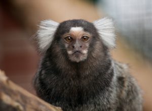 marmoset craziest emotional support animal