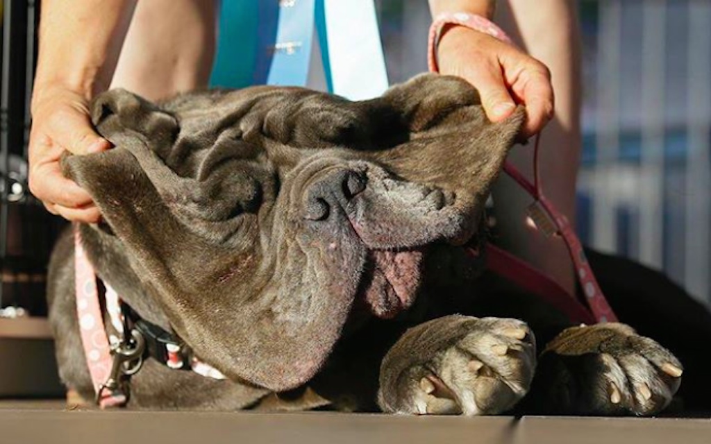 50 Dogs So Ugly They're Actually Cute — Best Life
