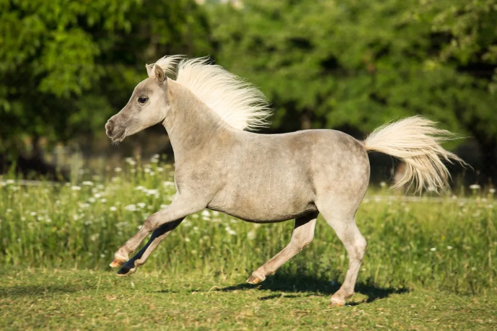 miniature horse weird emotional support animals