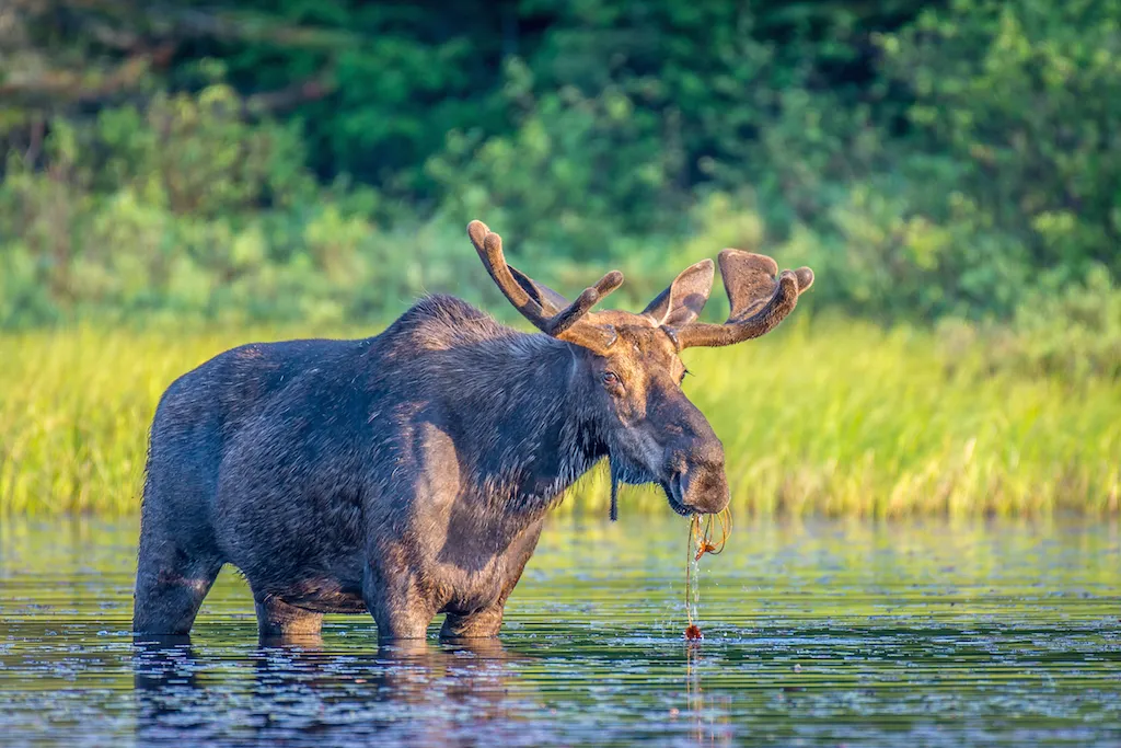 Moose deadly animals
