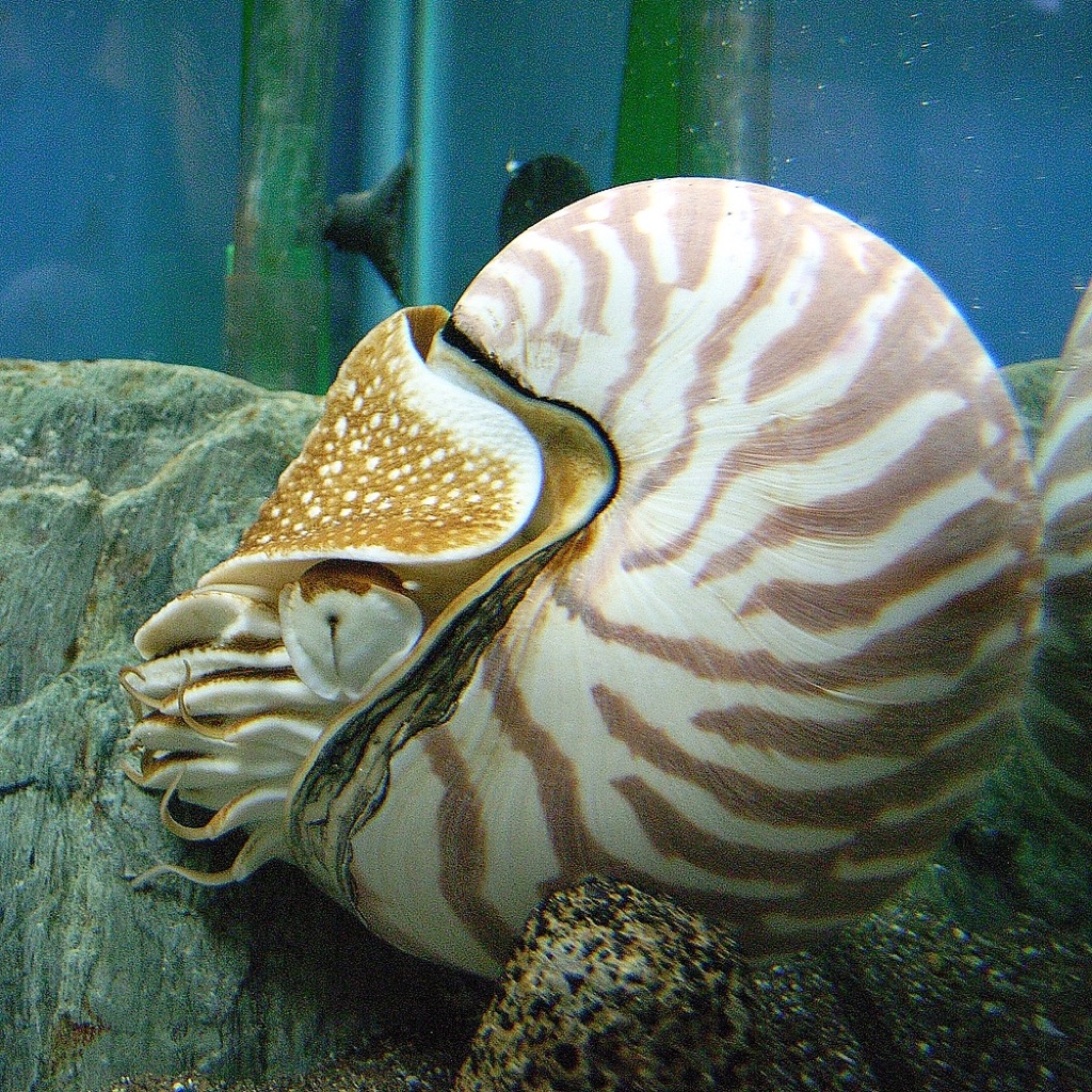 30 Oldest Animals on Earth — Best Life