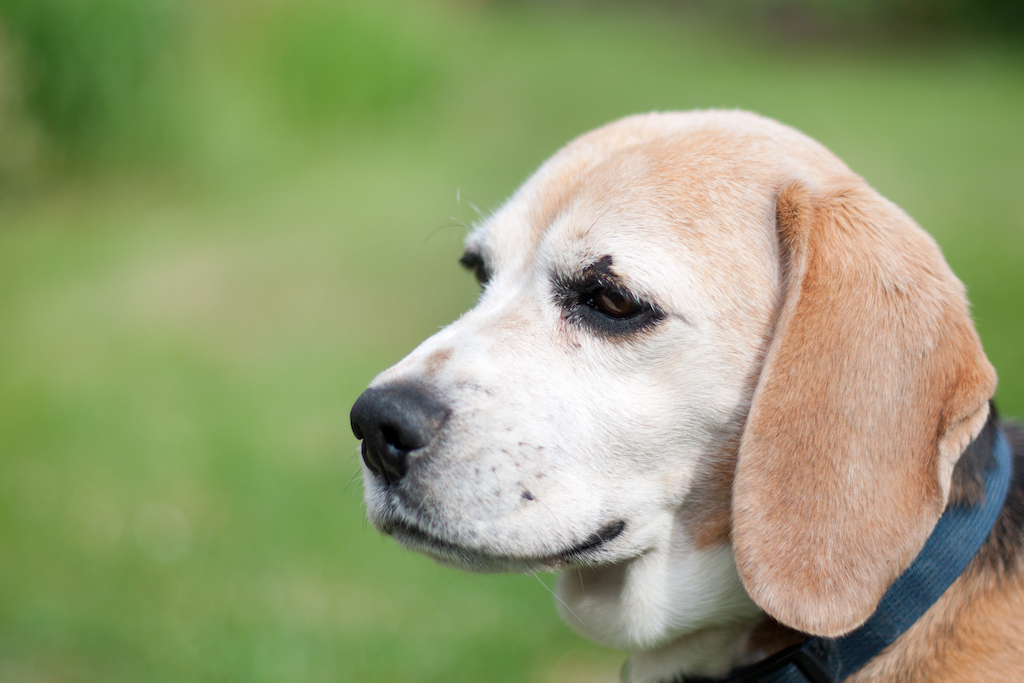 Cute old dog beagle