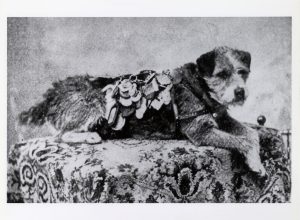 Owney