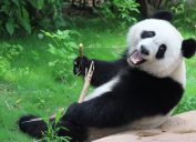 panda bear holding a stick
