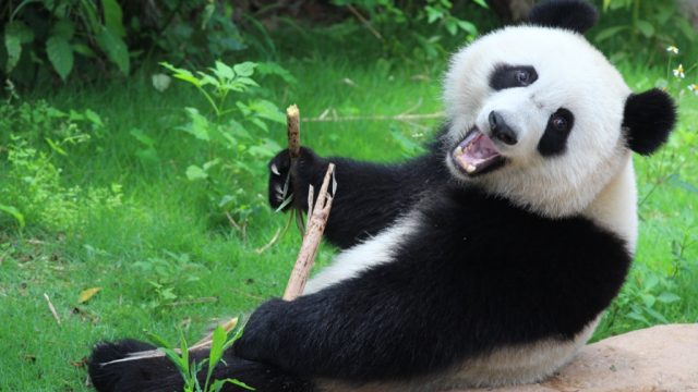 panda bear holding a stick